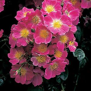 American Pillar Climbing Rose - 4 Ltr Pot