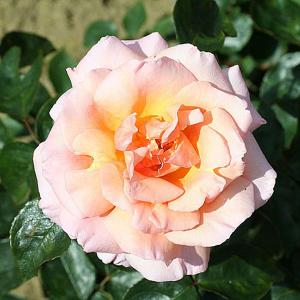 Compassion Climbing Rose - 4 Ltr Pot