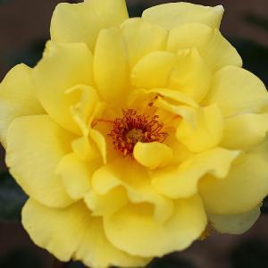 Golden Showers Climbing Rose 4L