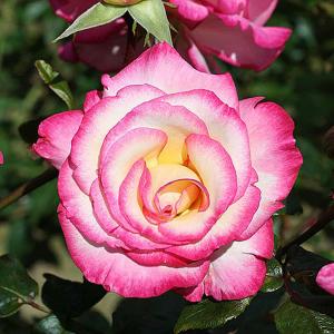 Handel Climbing Rose - 4 Ltr Pot