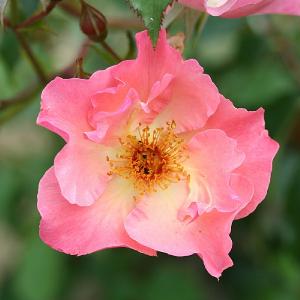 Summer Wine Climbing Rose 4L