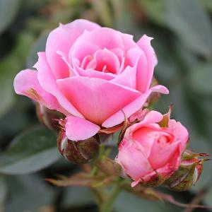 Carefree Days Patio Rose 3L