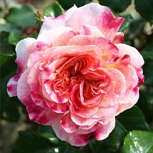 'Designer Sunset' Patio Rose 3L