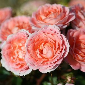 Flower Power Patio Rose - 3 Ltr Pot