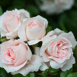 Lovely Bride Patio Rose - 3 Ltr Pot