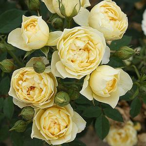 Our Dream Patio Rose - 3 Ltr Pot