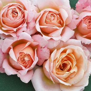 Peachy Patio Rose 3L