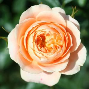 Sweet Deam Patio Rose 3L
