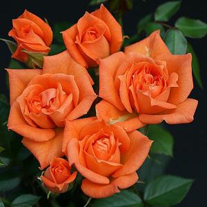 Wildfire Patio Rose - 3 Ltr Pot