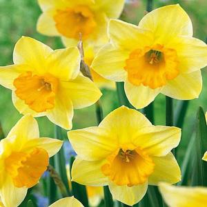 Narcissus 'Derringer' - (10 Bulbs)
