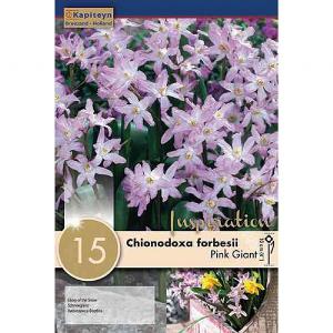 Chionodoxa forbesii Pink Giant (15 Bulbs)