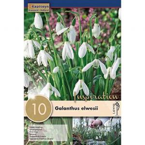 Galanthus Elwesii - (10 Bulbs)