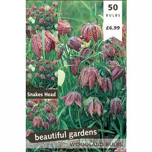 Fritillaria Meleagris (Snake Head) (50 Bulbs)