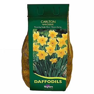 Narcissus Carlton Carri-Pack 2kg