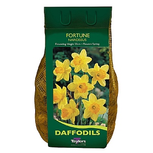 Narcissus Fortune Carri-Pack 2kg