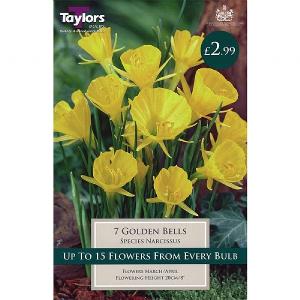 Narcissus Golden Bells (7 Bulbs)