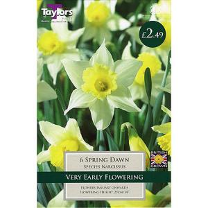 Narcissi Spring Dawn (6 Bulbs)
