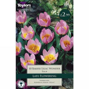Tulip Bakeri Lilac Wonder (10 Bulbs)