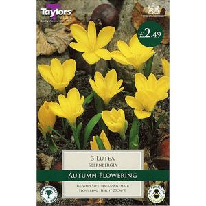 Sternbergia Lutea (3 Bulbs)