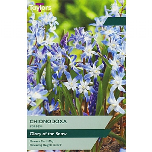Chionodoxa forbesii (20 Bulbs)