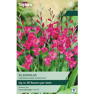 Gladiolus byzantinus (10 Bulbs)