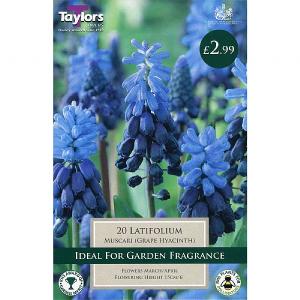 Muscari Latifolium (20 Bulbs)