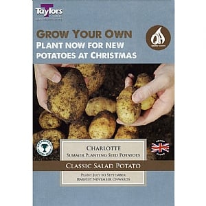 Potato Charlotte (Pack of 10)
