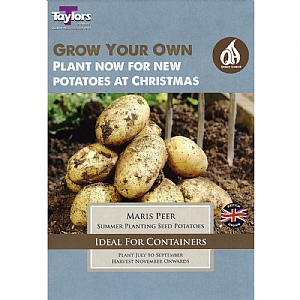 Potato Maris Peer (Pack of 10)