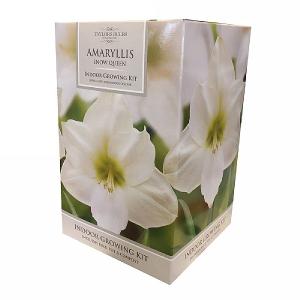 Amaryllis Snow Queen Indoor Growing Kit
