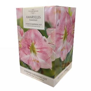Amaryllis Flamingo Indoor Growing Kit