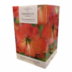Amaryllis Florida Indoor Growing Kit