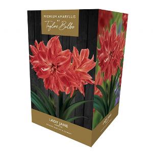 Amaryllis Lady Jane Gift Pack