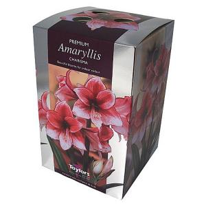 Amaryllis Charisma Gift Pack