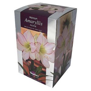 Amaryllis Picotee Gift Pack
