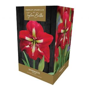 Amaryllis Barbados Indoor Growing Kit