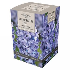 Blue Hyacinth Glass Carafe