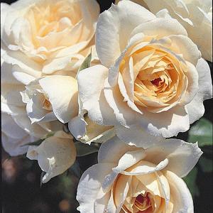 Champagne Moment Floribunda Rose - 3 Ltr Pot