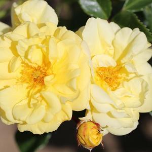 Golden Memories Floribunda Rose 3L