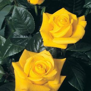 Golden Wedding Floribunda Rose 3L