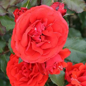 Remembrance Floribunda Rose - 3 Ltr Pot