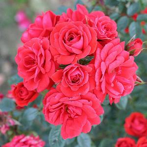 Birthday Wishes Patio Rose - 3 Ltr Pot