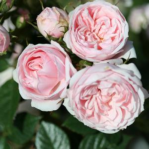 Silver Wishes Patio Rose 3L