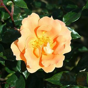 Bridge Of Sighs Climbing Rose - 4 Ltr Pot