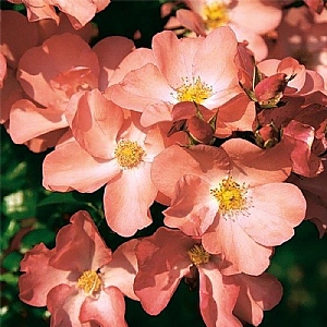 Coral Flower Carpet Rose 3L
