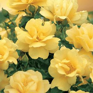 Flower Carpet Gold Ground Cover Rose 3L