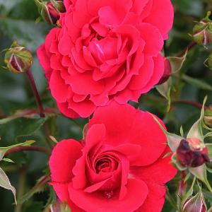 Flower Carpet Ruby Ground Cover Rose 3L