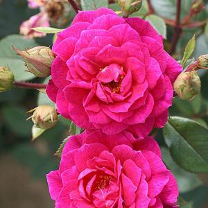 Gloriana Climbing Rose - 4 Ltr Pot