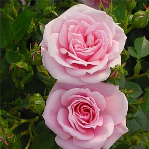 'Diamond Wishes' Patio Rose 3L