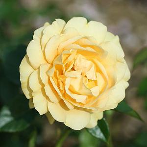 Absolutely Fabulous Floribunda Rose - 3 Ltr Pot