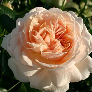 Joie de Vivre Floribunda Rose 3L